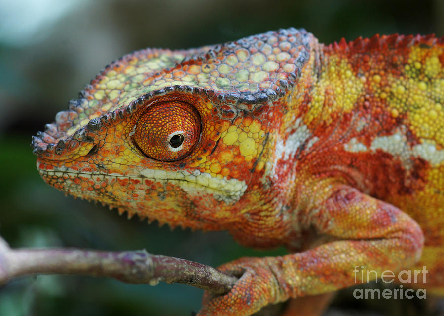 panther chameleon from Madagascar 4 Photograph by Rudi Prott