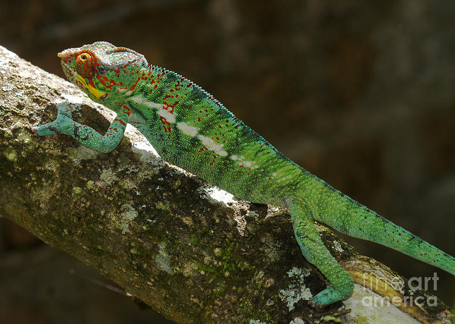panther chameleon from Madagascar 5 Photograph by Rudi Prott