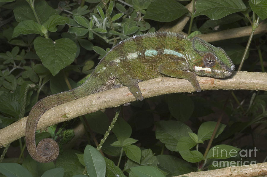 Reptile Photograph - Panther Chameleon by Greg Dimijian