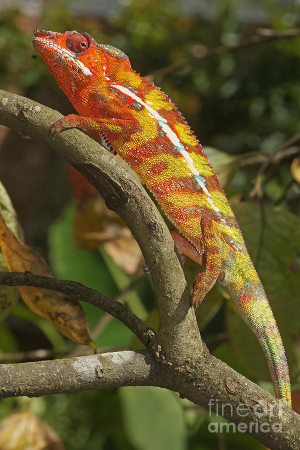 panther chameleon Madagascar 2 Photograph by Rudi Prott