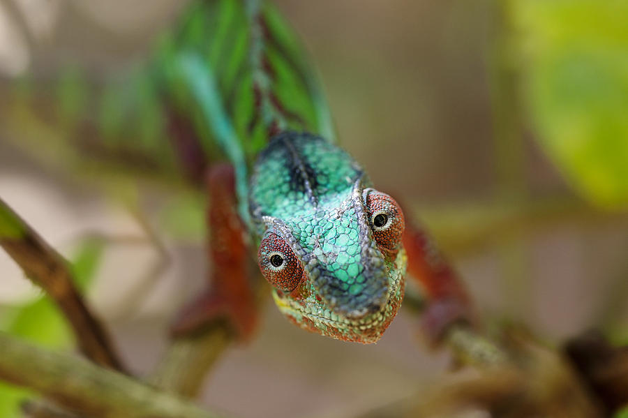 Panther Chameleon Male Madagascar Photograph by Konrad Wothe