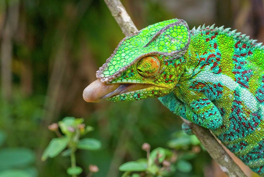 Meet Our Panther Chameleons » Wildlife »Holden Forests & Gardens