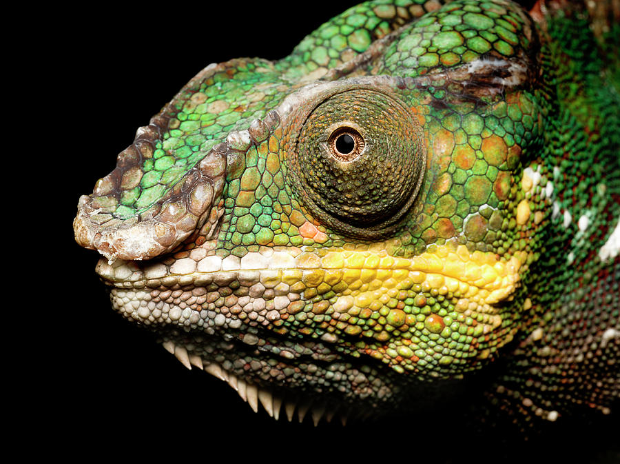 Panther Chameleon Profile Photograph by Jonathan Knowles