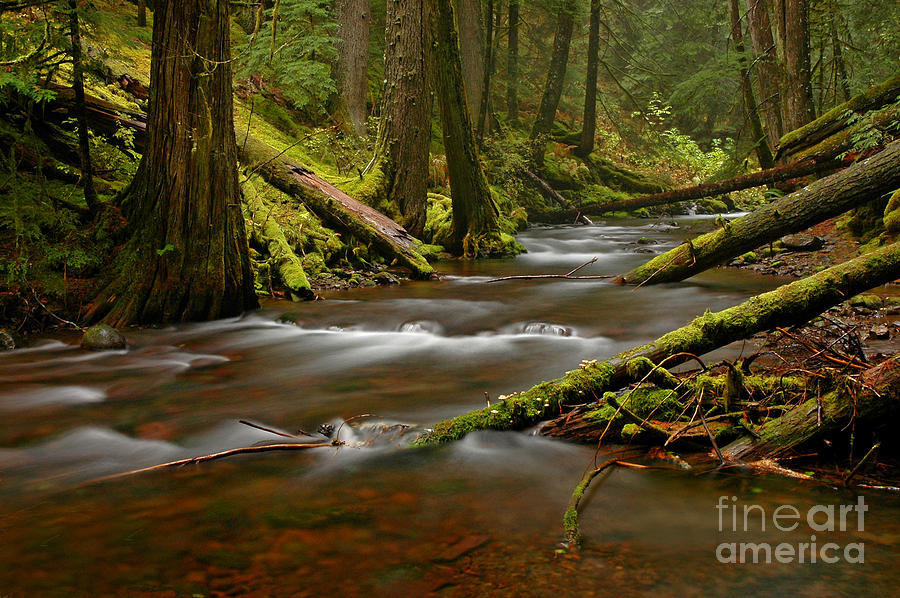 Tree Photograph - Panther Creek Landscape by Nick Boren