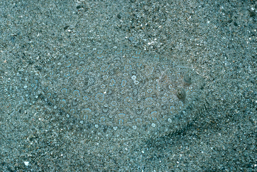Panther Flounder Photograph by FREDERICK R McCONNAUGHEY
