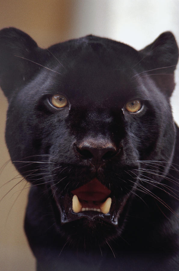 Panther Photograph by John Foxx