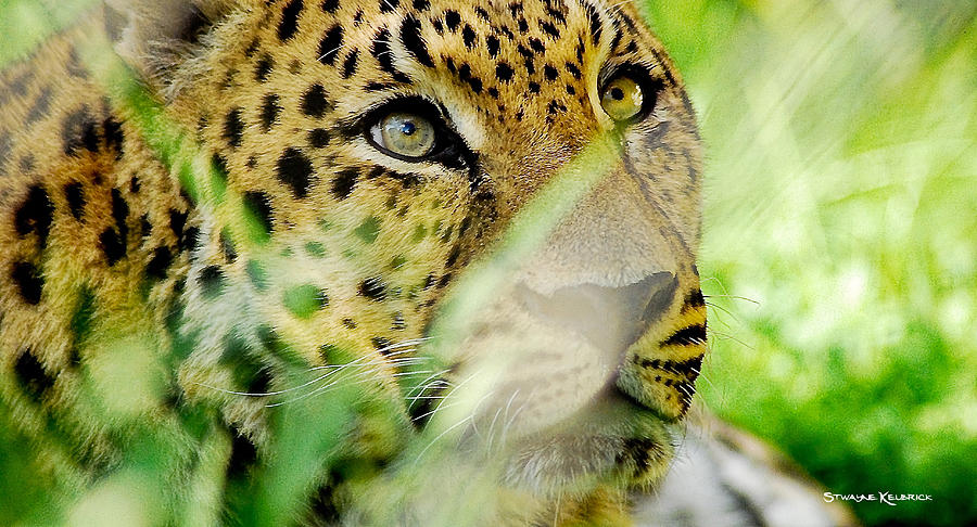 Animal Photograph - Panther Of Love by Stwayne Keubrick