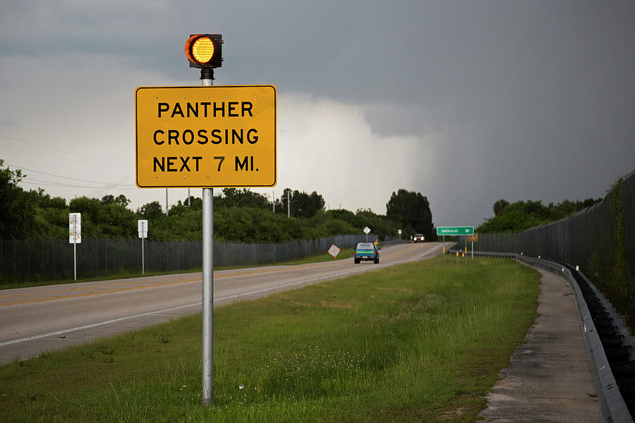 Panther Warning Sign Photograph by Jim West