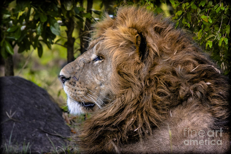 Panthera Leo Photograph by Gary Keesler