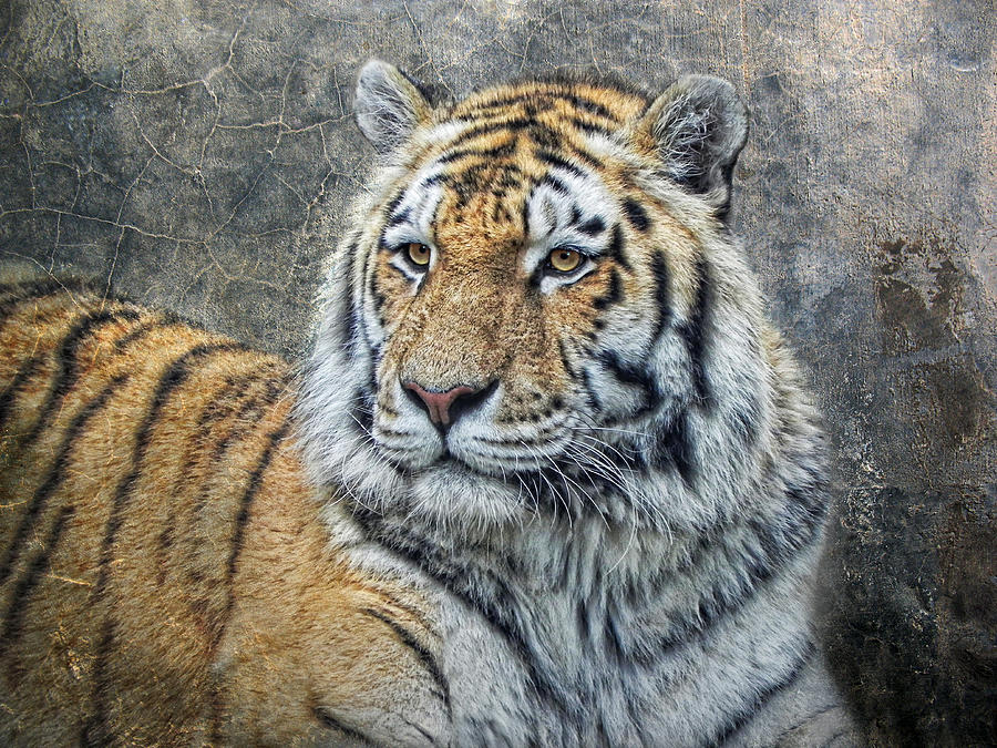 Panthera Tigris Photograph by Joachim G Pinkawa