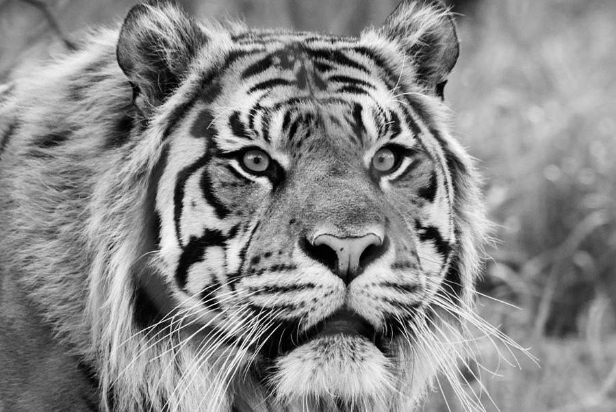 Nature Photograph - Panthera Tigris Sumatrae by Daniel Kocian