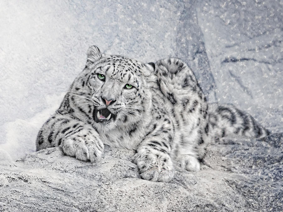 Winter Photograph - Panthera Uncia by Joachim G Pinkawa