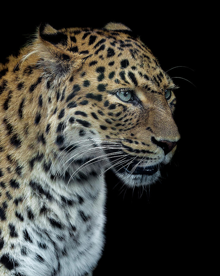 Animal Photograph - Panthere Portrait Version 2.0 by Laurent Lothare Dambreville