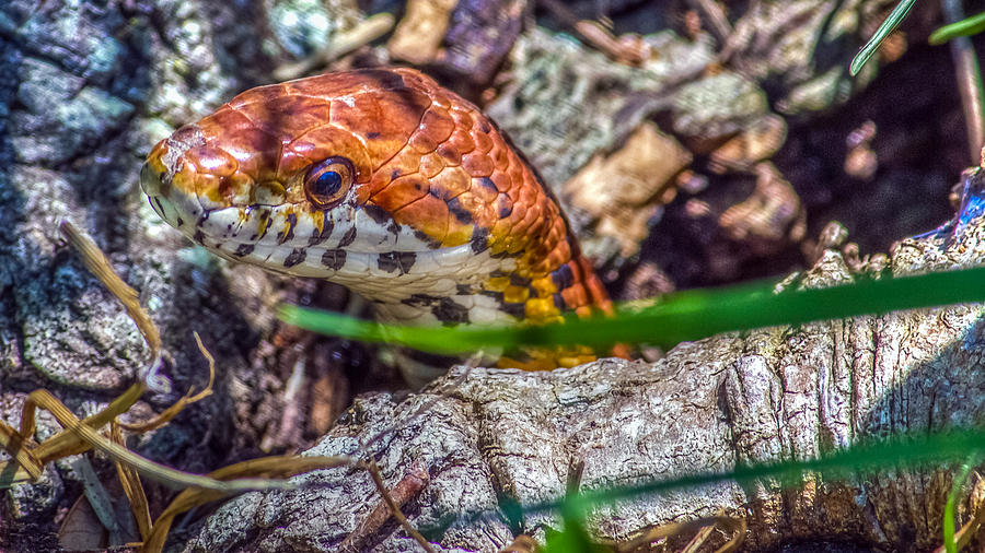 Pantherophis guttatus Photograph by Rob Sellers