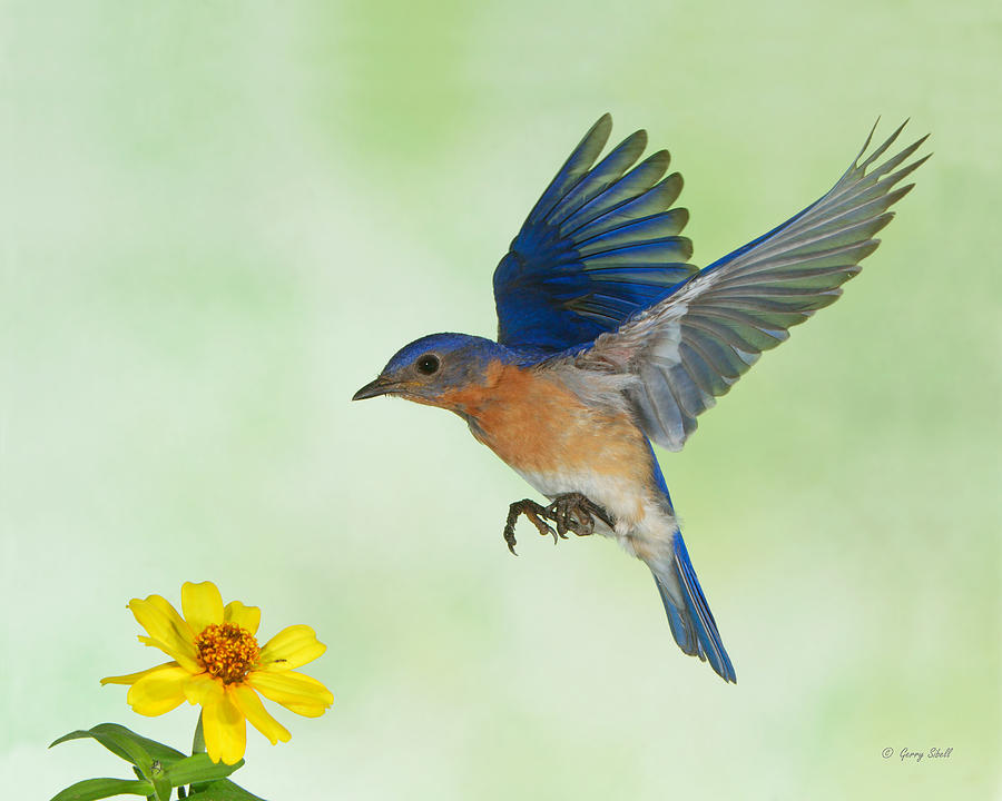 Papa Bluebird Photograph by Gerry Sibell