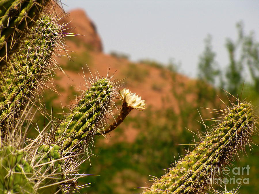 Papago Peak Perfection Photograph by Marilyn Smith