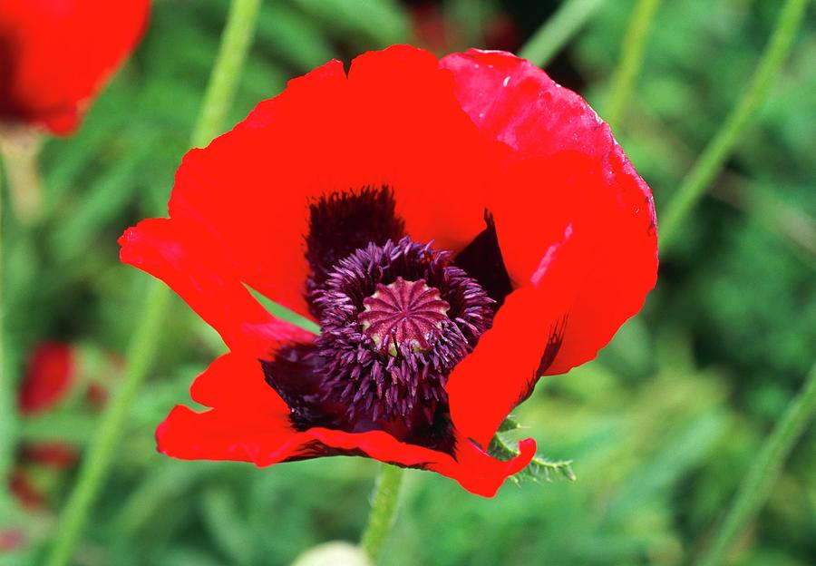 Nature Photograph - Papaver Orientale by Adrian Thomas/science Photo Library