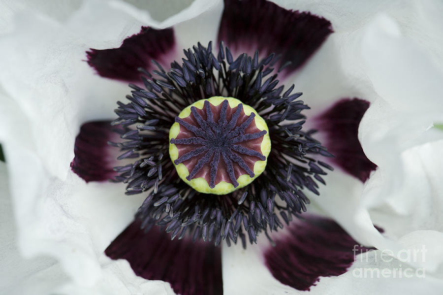 Poppy Photograph - Papaver Orientale Perrys White by Tim Gainey