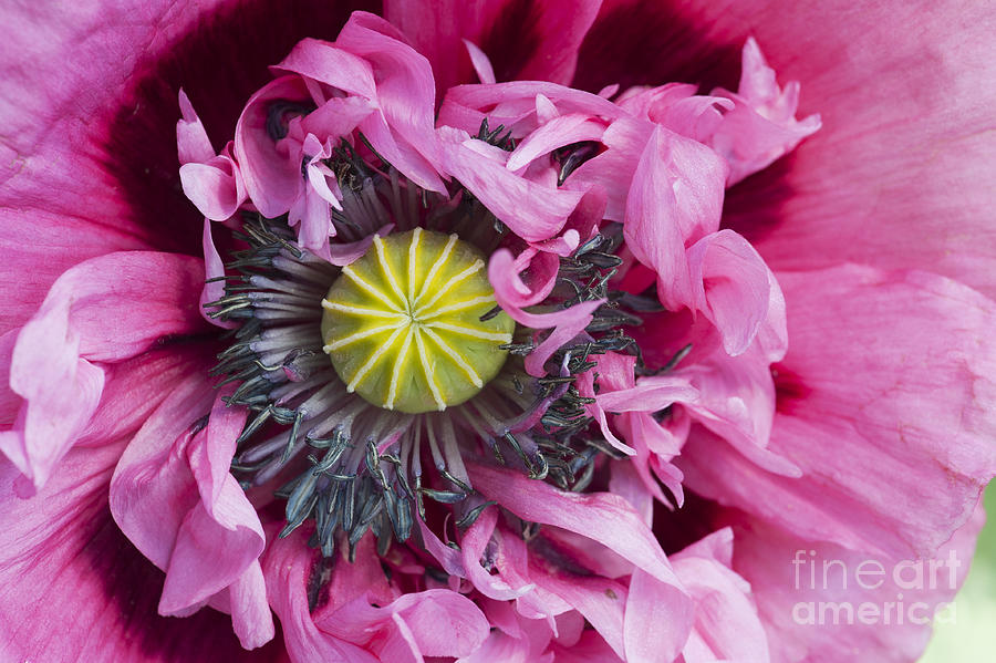 Poppy Photograph - Papaver Somniferum Pink  by Tim Gainey