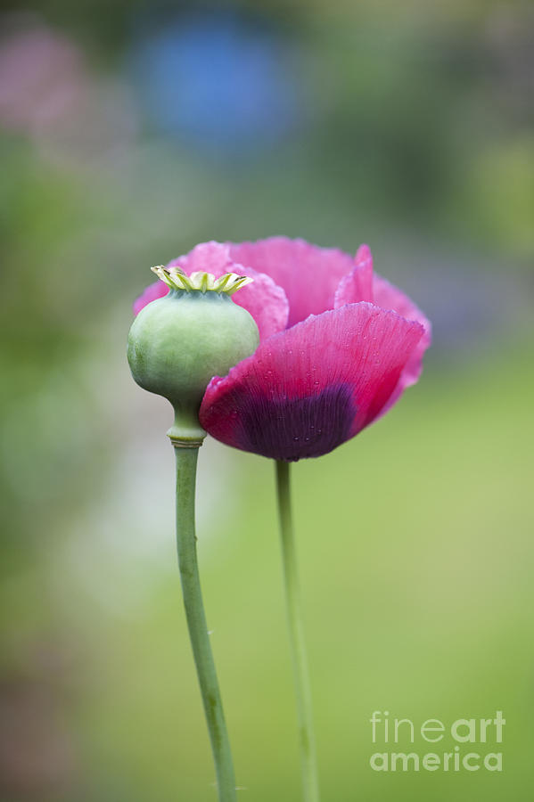 Poppy Photograph - Papaver Somniferum Poppy and Seed Pod by Tim Gainey