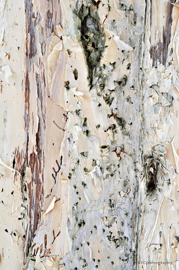 Abstract Photograph - Paper Bark Astract by Karen E Camilleri