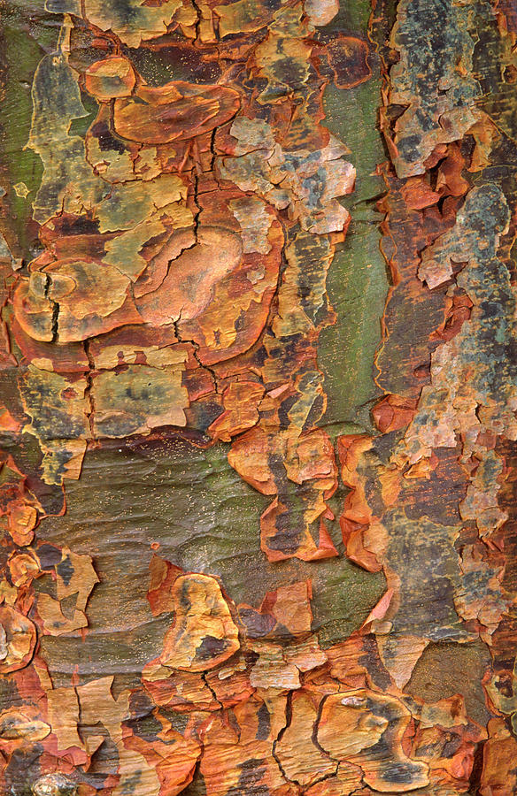 Paper-bark Maple Abstract Photograph by Nigel Downer