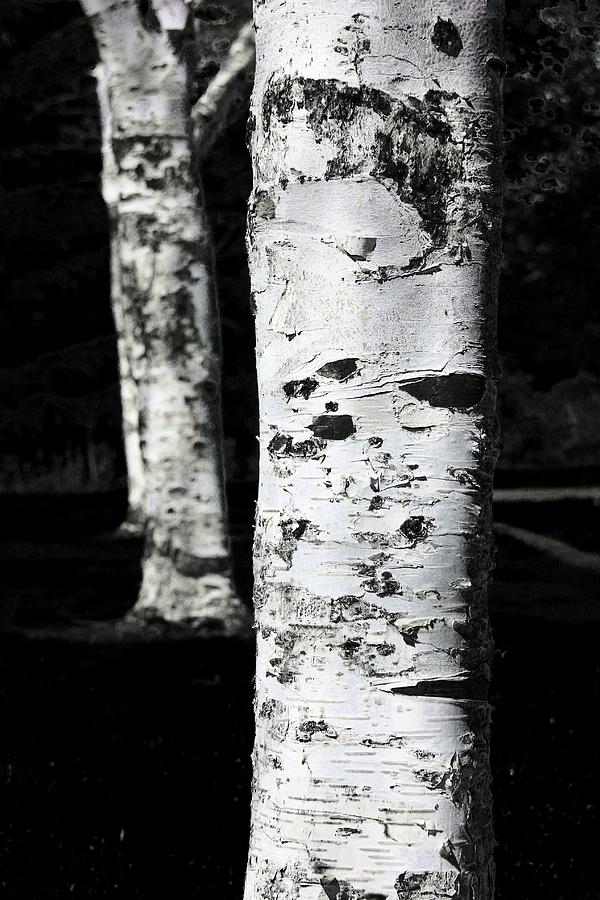 Paper Birch Photograph by Aaron Berg