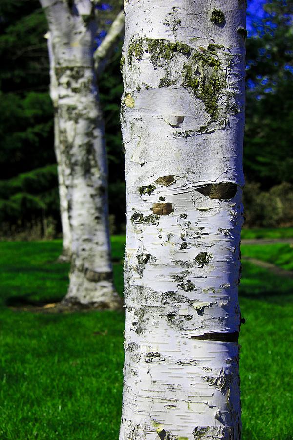 Paper Birch Trees Photograph by Aaron Berg