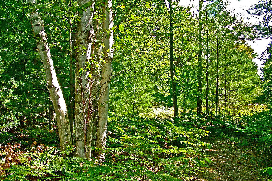 Paper Birch Trees on Bass Lake Trail in Sleeping Bear Dunes National Lakeshore-Michigan Photograph by Ruth Hager