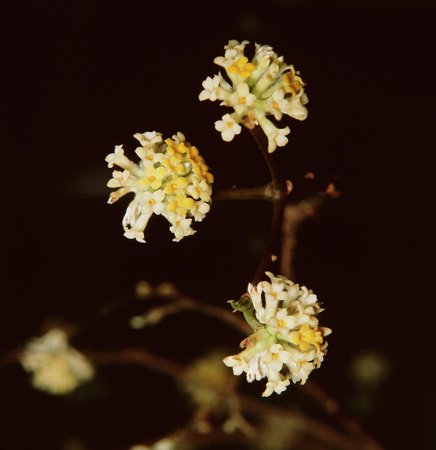Winter Photograph - Paper Bush (edgeworthia Chrysantha) by Science Photo Library