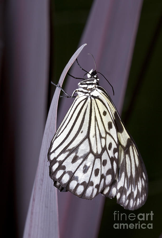Butterfly Photograph - Paper Kite Butterfly  by Bryan Keil