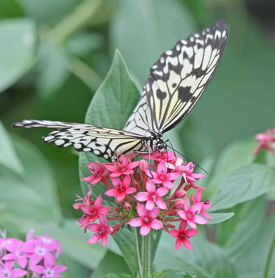 Paper Kite Butterfly - 2 Photograph by Kim Hojnacki