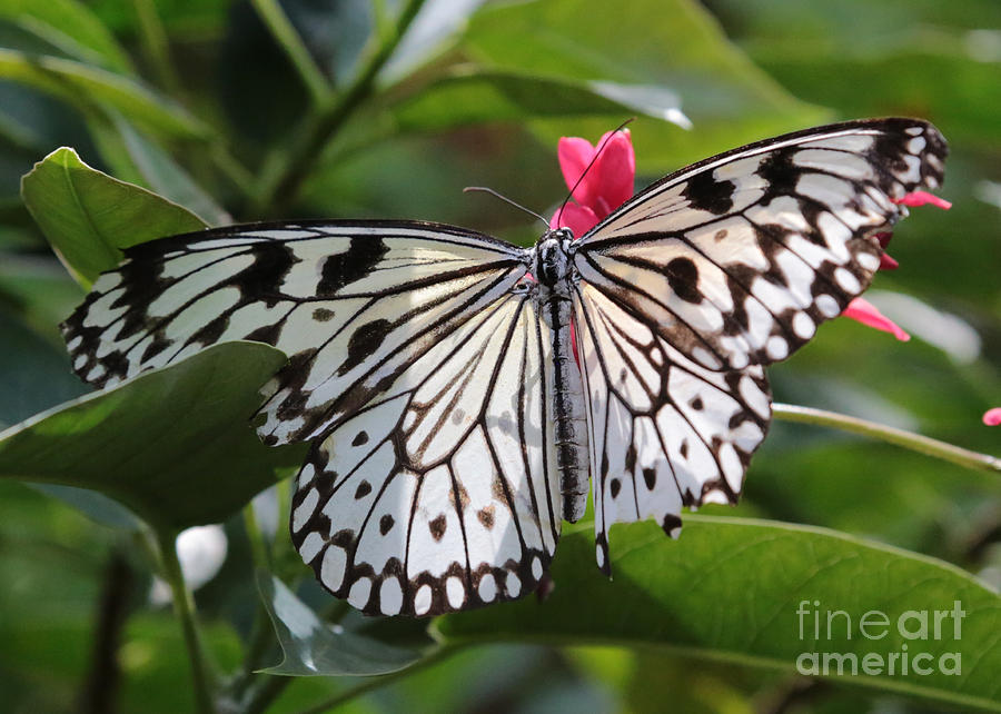 Paper Kite Butterfly Photograph - Paper Kite Butterfly by Carol Groenen Paper Kite Butterfly Photograph - Paper Kite Butterfly by Carol Groenen