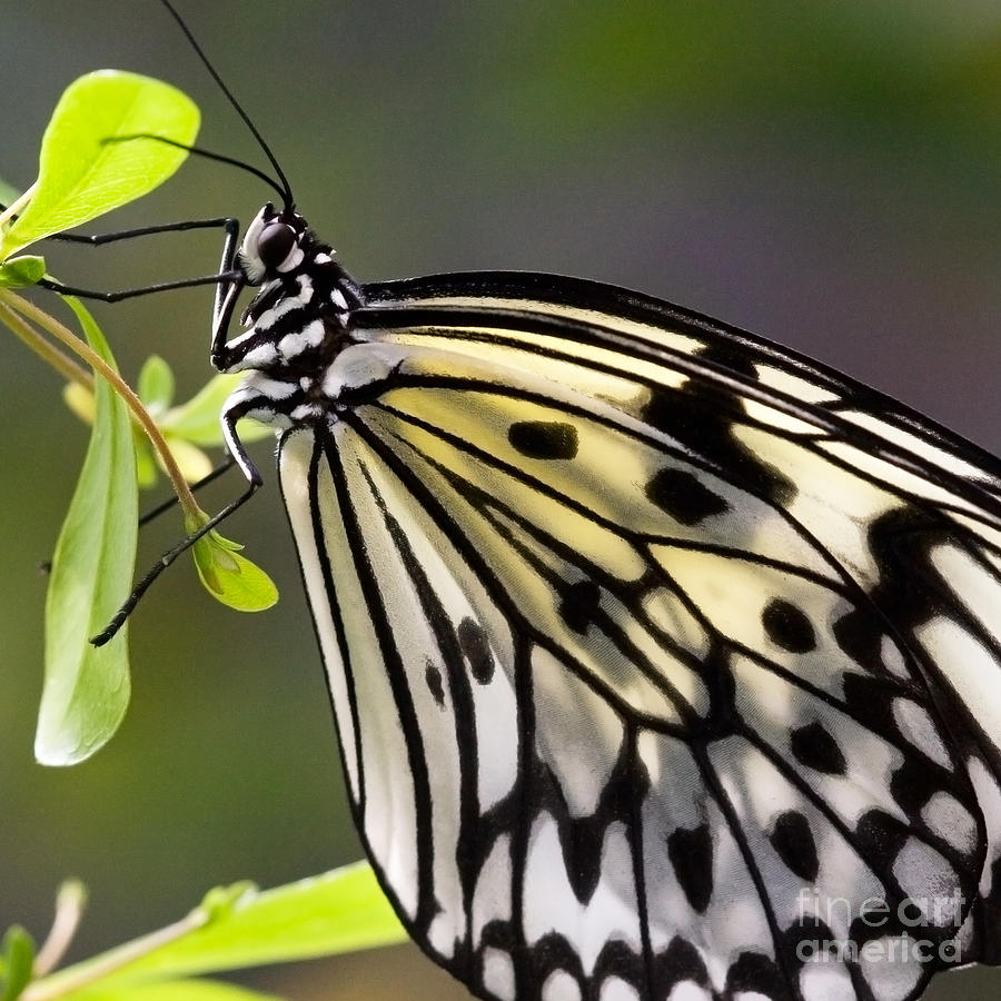 Paper Kite Butterfly Photograph by Chris Scroggins
