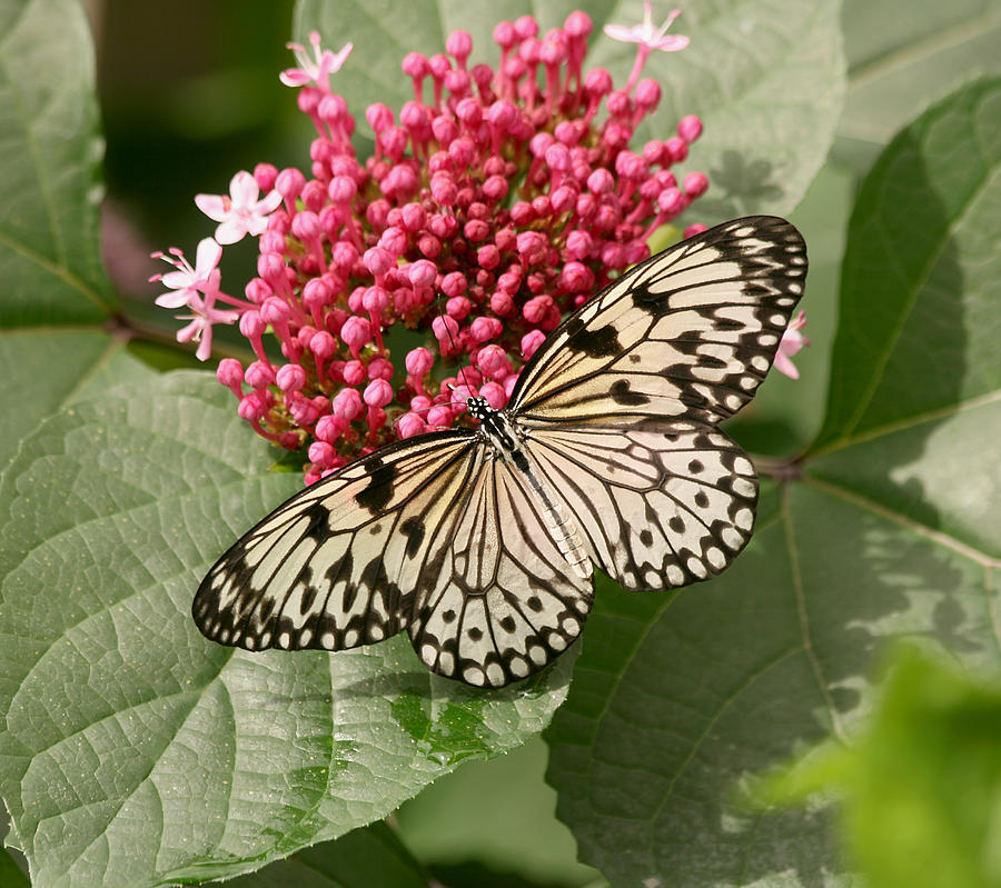 Butterfly Photograph - Paper Kite Butterfly by Kim Hojnacki