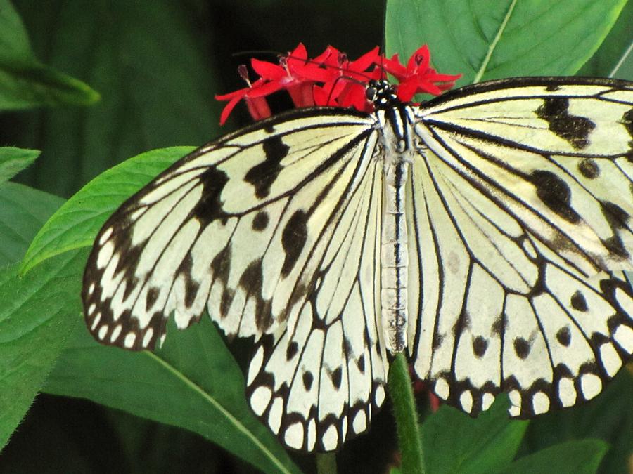 Paper Kite Butterfly Photograph by Lori Frisch