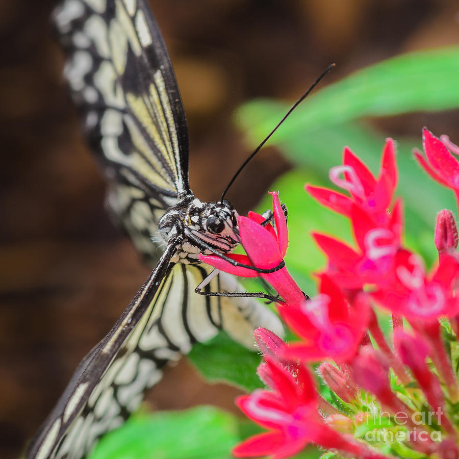 Paper Kite Butterfly on Flower Photograph by Tamara Becker