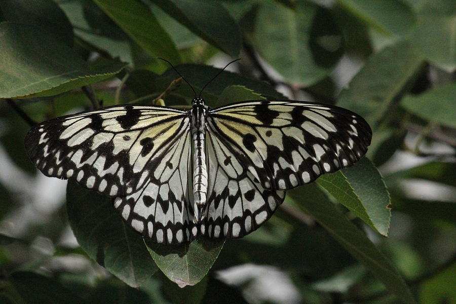 Paper Kite Butterfly Photograph by Rosanne Jordan - Fine Art America