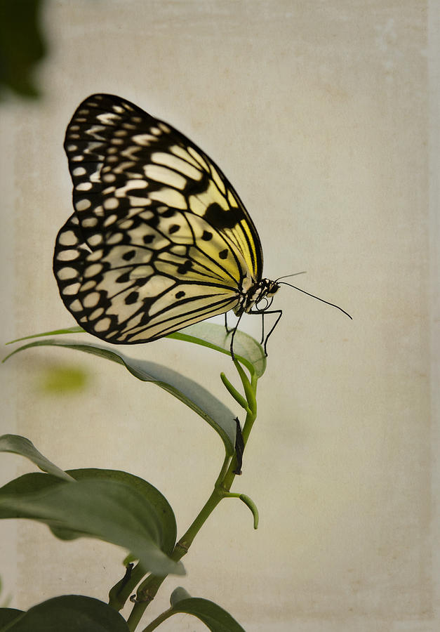Paper Kite Butterfly  Photograph by Saija Lehtonen