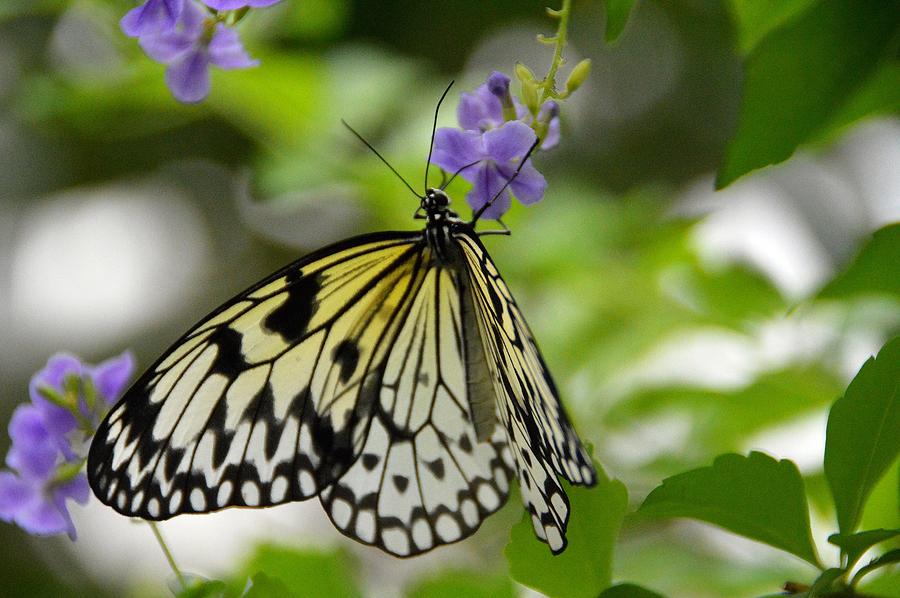 Nature Photograph - Paper Kite Idea leuconoe 2 by David Earl Johnson Nature Photograph - Paper Kite Idea leuconoe 2 by David Earl Johnson