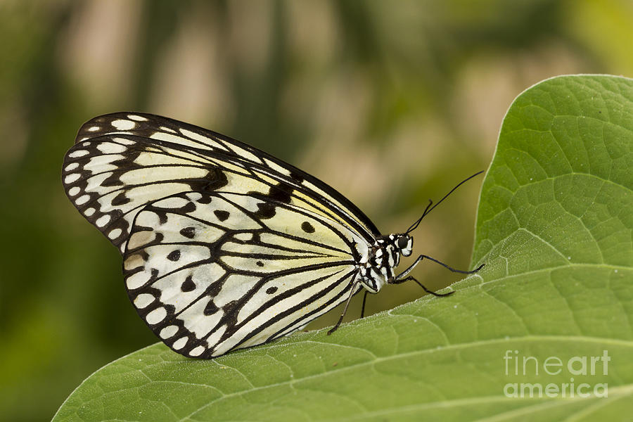 Butterfly Photograph - Paper kite butterfly on leaf by Bryan Keil