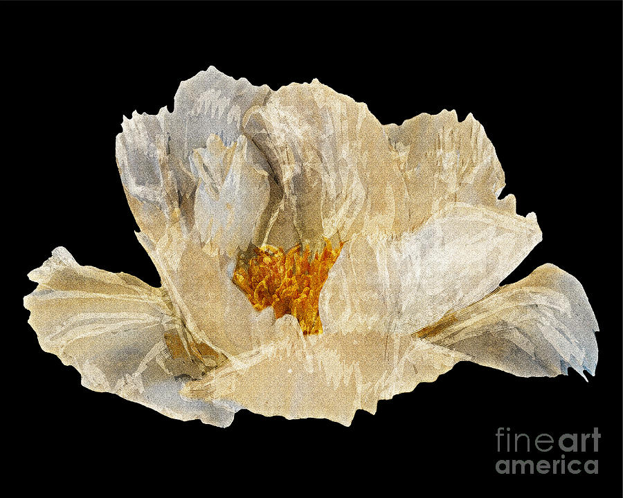 Paper Peony Photograph by Diane E Berry