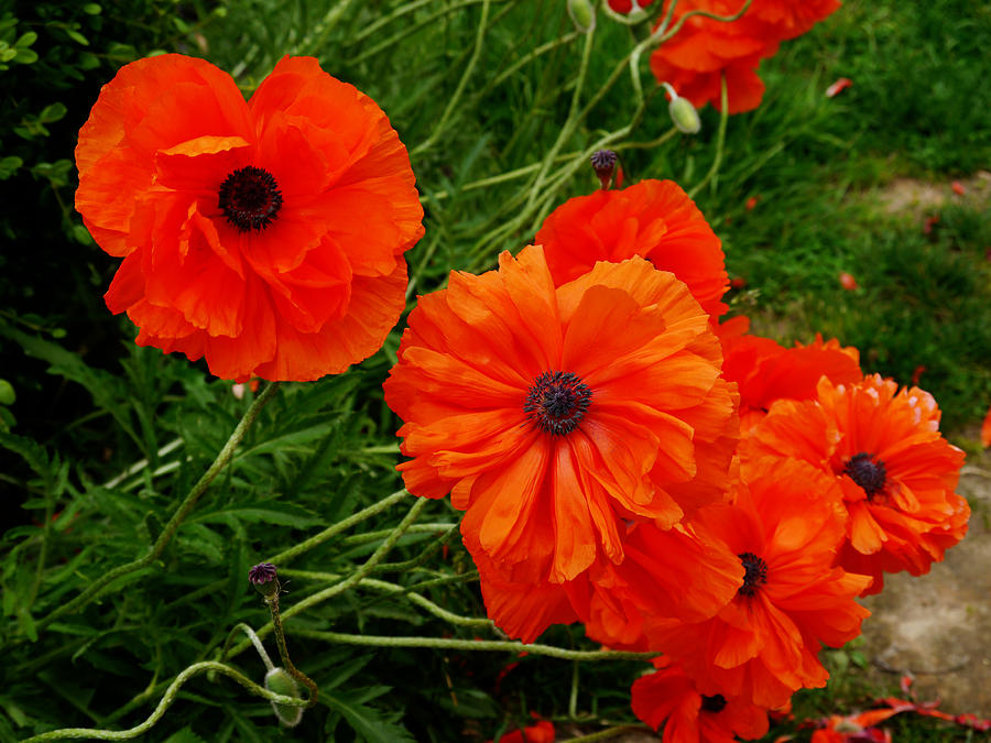 Paper poppies  Photograph by Richard Reeve