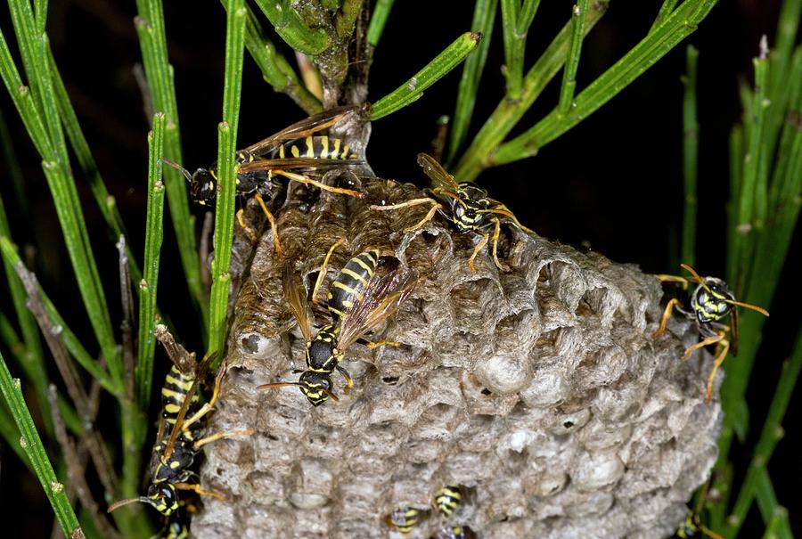 Втулка colony wasp