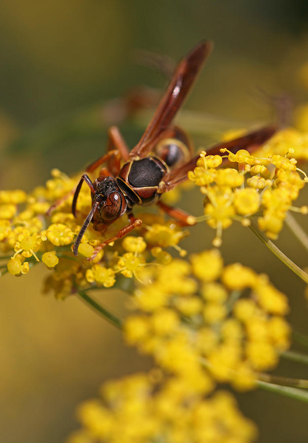 Insects Photograph - Paper Wasp by Juergen Roth