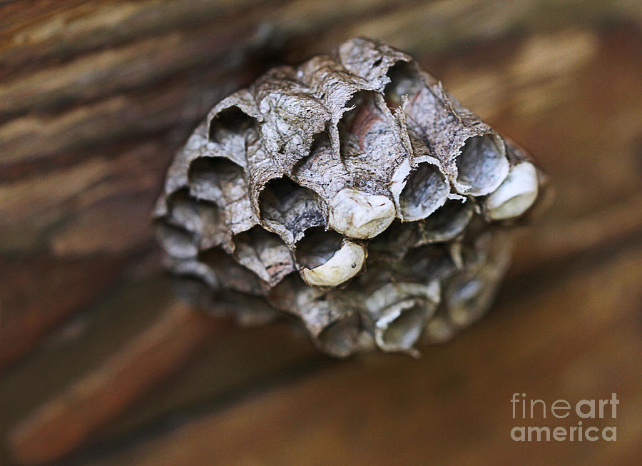 Paper Wasp Nest Photograph by Judi Bagwell