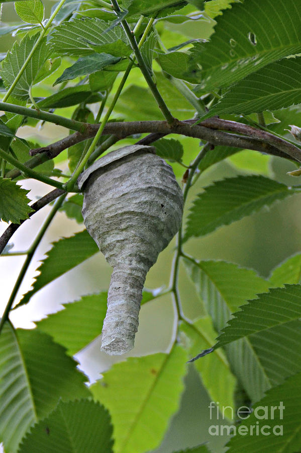 Paper Wasp Nest Photograph by Lila Fisher-Wenzel
