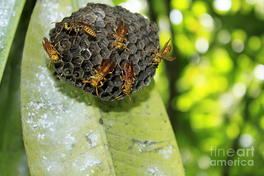 Paper Wasps Mauritius Photograph By John Wright Fine Art America