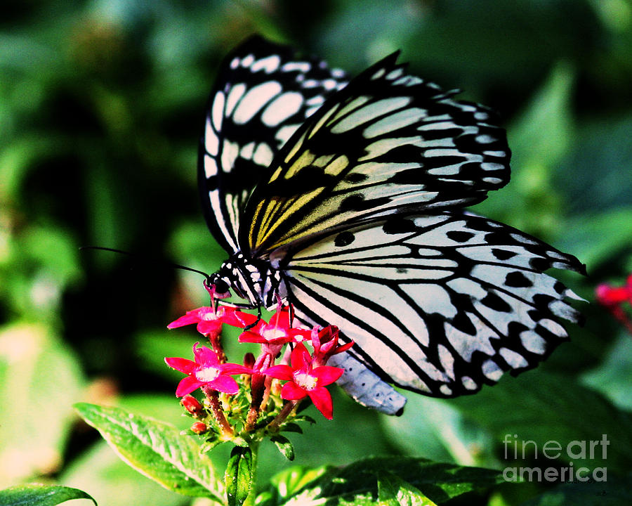 Butterfly Photograph - Paper White Butterfly by Sandra Clark