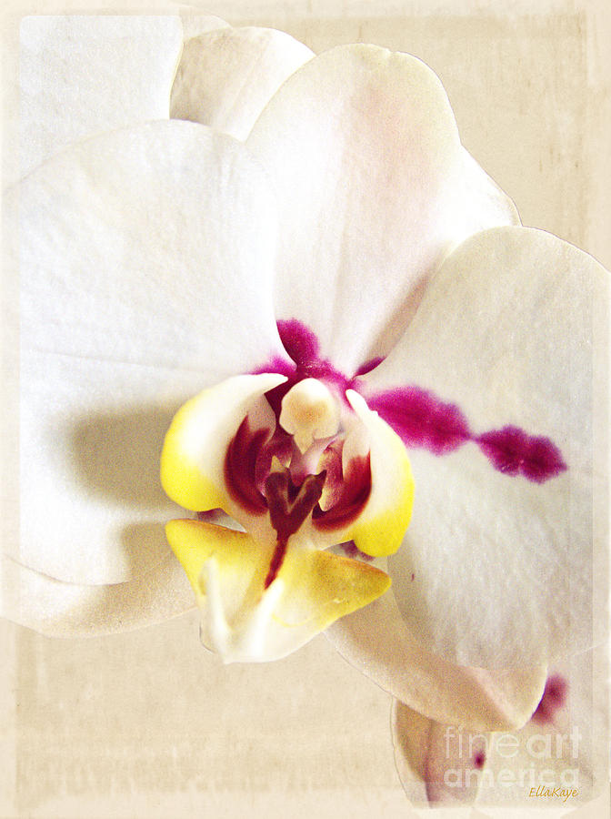 Orchid Photograph - Paper White Orchid by Ella Kaye Dickey